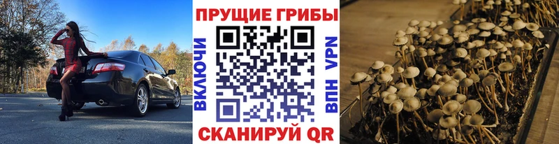 Купить где  Нурлат  Галлюциногенные грибы мицелий 